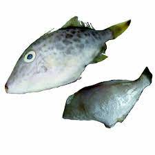 Quality Leather Jacket Fish