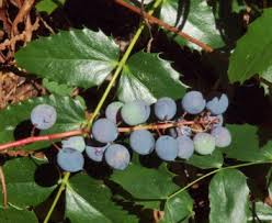 Image result for Maerua nervosa