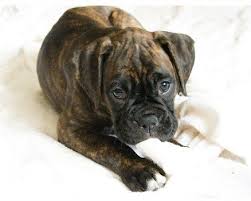Black And White Boxer Puppy Pets Brindle Boxer Dogs Pictures Brindle Boxer Puppies Boxer Puppies Boxer Dogs Brindle