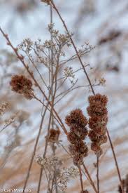 I have not grown this plant. Round Headed Bush Clover Natural Areas Notebook