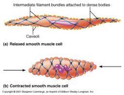 Muscles are made up of highly specialized thin and elongated cells called muscle fibres. Histology Of Muscle