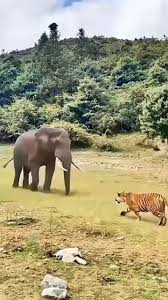 TIGER VS ELEPHANT – UNBELIEVABLE MOMENT ...