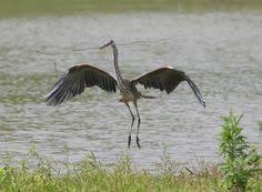 Birds Of Southwest Ohio Gallery Of Blue Heron Ohio Bird Photo Collection Great Blue Heron Landing Ohio Birds Bird Photo Blue Heron