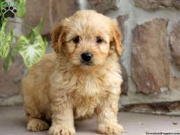 Price can be an indication towards the quality of the puppies breed lines and the breeders reputation. Mini Goldendoodles For Sale In Pa Goldendoodle Puppies For Sale