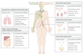 Guide to mastering the study of anatomy. Lymphatic System Amboss