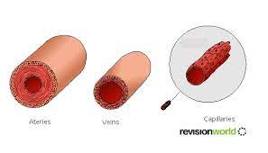 It runs on the right inside the lesser sac. Heart Circulatory System Revision World