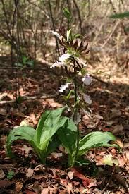 Image result for Eulophia guineensis