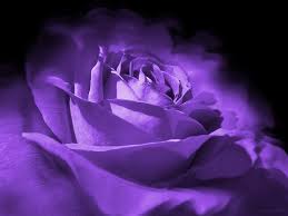 Black And Purple Roses Purple And Black Rose Flower By Jennie Marie Schell Black Rose Flower Flowers Black Background Purple Roses