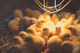 How Long Do Chicks Need A Heat Lamp Backyard Poultry