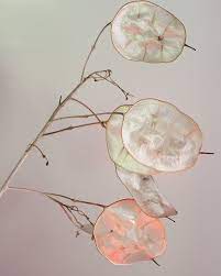 Loq Journal Seed Pods Plants Planting Flowers