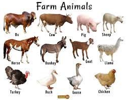 Farm Animals List Facts And Pictures In 2020 Farm Animals List Farm Animals Pictures Herbivorous Animals