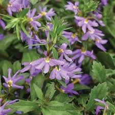 Image result for Scaevola