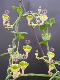 Image result for Ceropegia haygarthii
