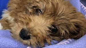 A long island man and his wife brought three lovable puppies into their mineola home, where the husband viciously beat the pooches while his three days after his adoption, cooper bled to death from internal injuries, which were the result of being pummeled by knoller, according to prosecutors. Mineola Couple Accused Of Killing 2 Puppies Injuring 3rd Abc7 New York