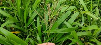 Image result for Paspalum