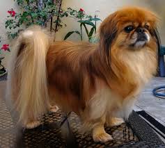 Adopt Smoochie On Perros Pekineses Perros Pekines El Perro Mas Lindo Del Mundo