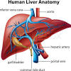 The liver's major functions are in the metabolic processes of the body. 1