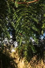 Image result for Acacia amythethophylla
