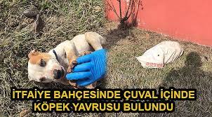 itfaiye bahcesinde cuval icinde kopek yavrusu bulundu tekirdag corlu haber