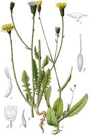 Image result for Crepis newii