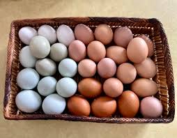 Our ladies are doing a fantastic job ~ 🥰🐓🥰