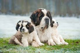 Papa Et Ses Bebes St Bernard Dogs Bernard Dog Dog Breeds