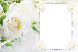 Transparent Soft White Roses Frame Rose Frame White Roses Floral Border Design