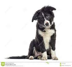 Puppy Border Collie Dog 3 Months Old Sitting Isolated On Koolie X Border Collie Pups Dogs Puppies Gumtree Koolie Pup Border Collie Puppies Koolie Dog Collie