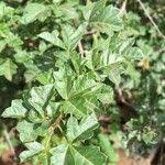 Image result for Searsia rehmanniana