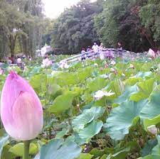 Pe langa nuferi, care au fost adusi din baile 1 mai, in lacurile artificiale termale din baile felix se gasesc cateva specii de lotusi. Lacul Cu Nuferi È™i LotuÈ™i Termali Din BÄƒile Felix Unic In Europa Ziarul NaÅ£iunea