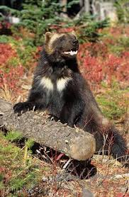 El Gloton Gulo Gulo Los Glotones Tienen Un Pelo Largo Y Denso De Color Marron Oscuro Con Bandas Mas Claras Qu Wolverine Animal North American Animals Animals