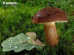 Image result for Boletus badius
