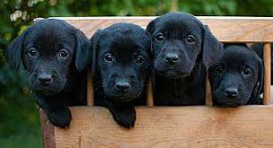 A decision you should only make with the complete knowledge of what you're getting yourself into and the commitments you need to make. Lab Pups Call Now Labrador Retriever Puppy Male For Sale In Orlando Florida Classified Americanlisted Com