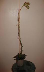 The flowers all fell off last. Succulent With Very Tall Flower Stalk