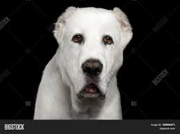 Please call us at 916 889 1295 for more details. Close Portrait Huge Image Photo Free Trial Bigstock