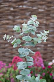Image result for Eucalyptus
