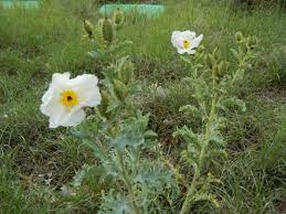 Maybe you would like to learn more about one of these? Weed Or Wildflower 2 Colorado Yard Care