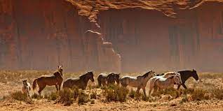 Keeping Horses In The Desert