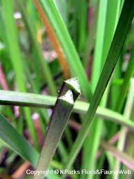 Image result for Schoenoplectiella senegalensis