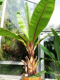 Image result for Ensete ventricosum