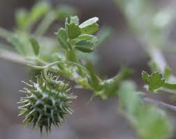 Image result for Medicago laciniata