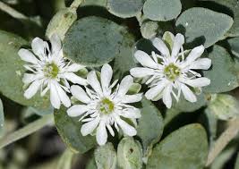 Image result for Drymaria