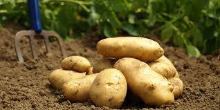 patates ile ilgili görsel sonucu