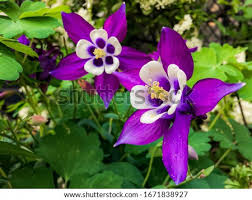 Check spelling or type a new query. Shutterstock Puzzlepix