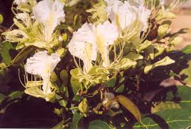 Image result for Justicia stachytarphetoides