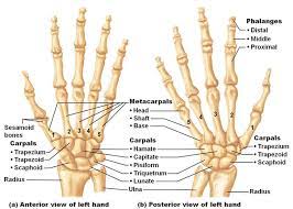 Radial nerve:the radial nerve runs down the thumb side of the forearm and provides sensation to the back of the hand from the thumb to the middle finger. Hand Fractures Common Hand Injury Dr Gordon Groh