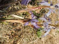 Image result for Moraea schimperi