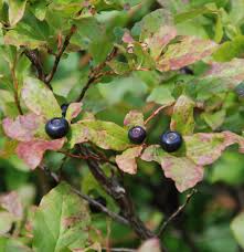 North cascades, washington here in the soaring north cascade mountain range, you can find berries on the park butte/schriebers meadow trail in late summer. How To Pick Huckleberries In The Pacific Northwest Live Eat Travel