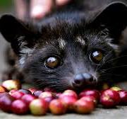 Coffee thread: Blueberry Macadamia Kopi Luwak