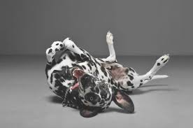 These symptoms are all associated with prostate disease; Macau Daily Times æ¾³é–€æ¯æ—¥æ™‚å ± Ask The Vet 3 Common Dog Prostate Problems